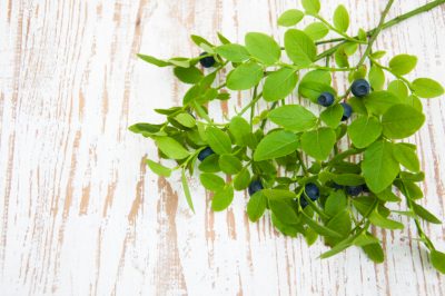 L'olivello spinoso è suscettibile di malattie e parassiti?