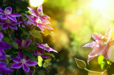 Quando le foglie di Clematis appassiscono - Causa e controllo
