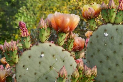 Ecco come controllare gli afidi sulle clematidi