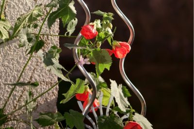 Belle Clematis con un temperamento soleggiato - Selezione per luoghi soleggiati