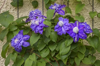 Quanto è alta la Clematis? - La crescita della clematide in sintesi