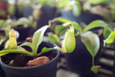 Queste clematidi sono resistenti per svernare