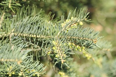 L'abete del Colorado sta perdendo gli aghi - cosa c'è che non va?