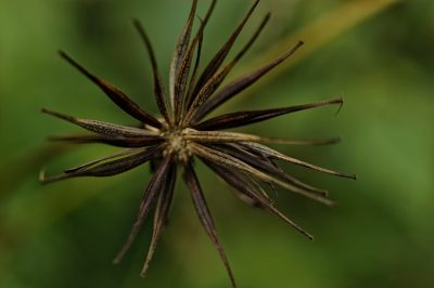 La cosmea è commestibile?