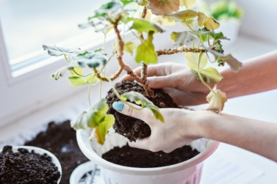 La cosmea è velenosa?
