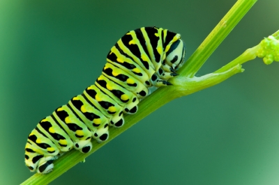 La cosmea può essere svernata?