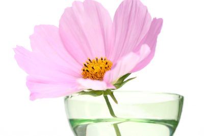 La Cosmea è resistente?