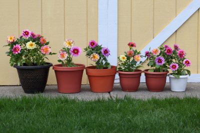 Non sono velenose, i bei fiori estivi, Le dalie