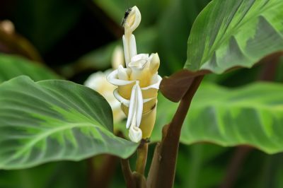 Belle specie di Dendrobium - un'incursione con consigli per la cura