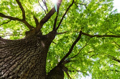 Malattie che possono colpire una quercia tedesca