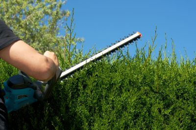 Non è velenosa, chiamata anche arbusto Mayflower, La deutzia