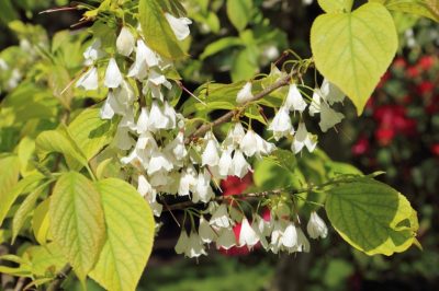 Trigliare la deutzia per potare l'arbusto ornamentale