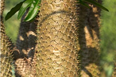 La Dieffenbachia produce effettivamente dei fiori?