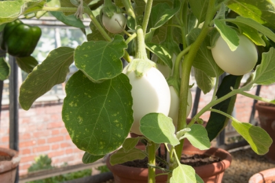 La Dieffenbachia ha le foglie gialle - qual è la causa?