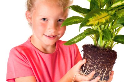 La Dieffenbachia sta gocciolando - qual è la causa?