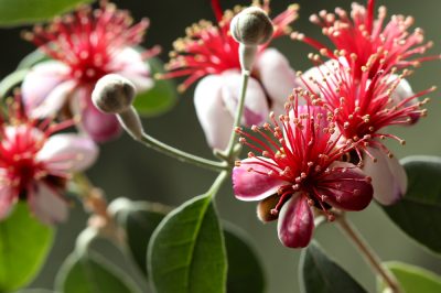 La propagazione della Dieffenbachia è abbastanza semplice