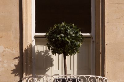 La giusta cura per l'aneto nel tuo giardino