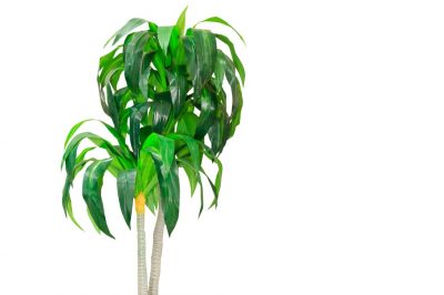 La giusta temperatura per l'albero del drago
