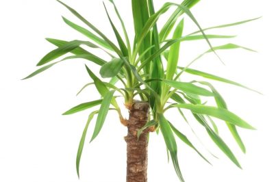 L'albero del drago sta morendo - ragioni e contromisure