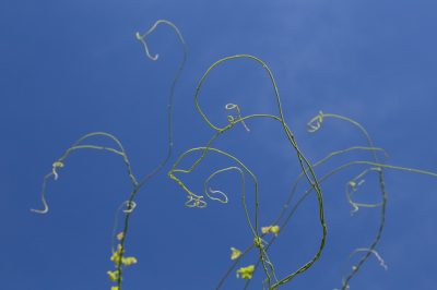 Quali malattie possono colpire un sorbo?