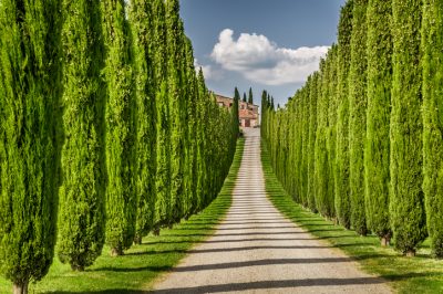 La migliore posizione per gli alberi di sorbo