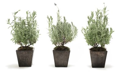 Lavanda vera - trionfo di un'erba aromatica