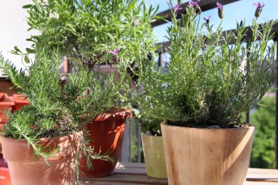 La vera lavanda in una scheda informativa