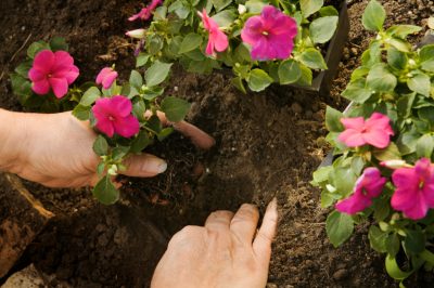 Questo fa parte della cura completa delle rose nobili!