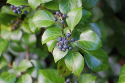 L'edera sviluppa i suoi frutti in inverno