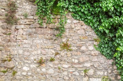 Togliere l'edera al muro - Cosa dovreste considerare