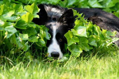 Perché l'edera è velenosa per i cani