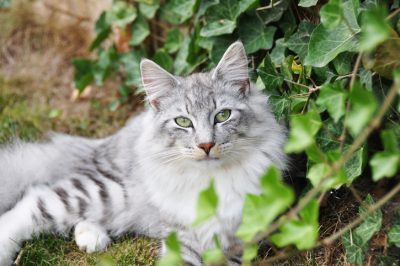 L'edera è velenosa per i gatti