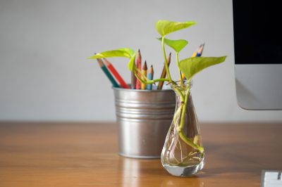 L'edera non sviluppa un fiore, Nella cultura indoor