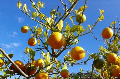 L'edera può essere trapiantata?