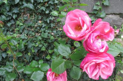 Evidia e rose - una combinazione classica