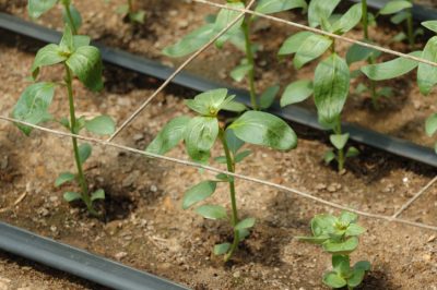 L'edera è resistente e non ha bisogno di alcuna protezione invernale