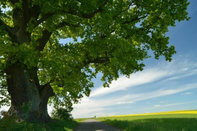 Quanto invecchiano le querce?