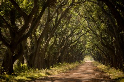 La specie di quercia più conosciuta in Germania