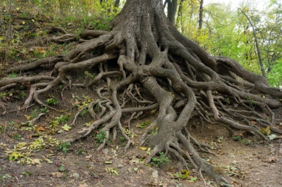 Quali malattie possono mettere in ginocchio una quercia?