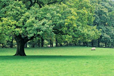 Le querce si trovano quasi ovunque nel mondo