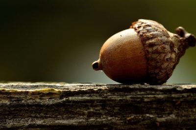 L'apparato radicale delle querce