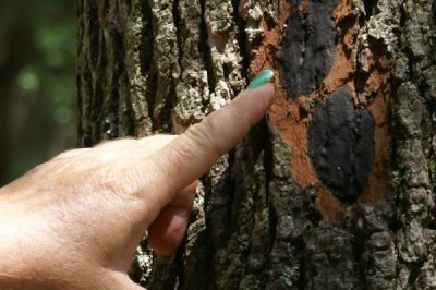 Le malattie che minacciano le nostre querce