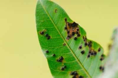 Fiore verde sulle monocotiledoni - spesso causato dalla mancanza di luce