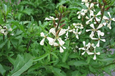 Lattuga Iceberg - Lactuca sativa var. capitata