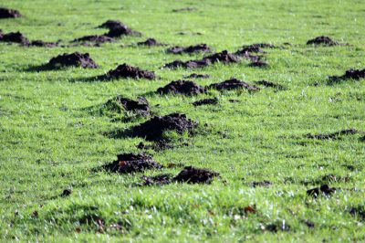 L'aconito come pianta ornamentale: fatti interessanti sui semi