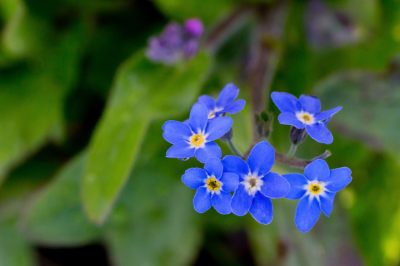 Quale posizione soddisfa i requisiti della verbena?