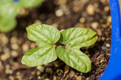 La verbena è velenosa?