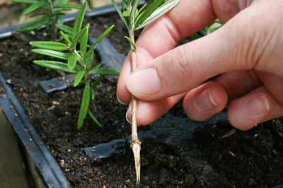 La verbena è resistente all'inverno?