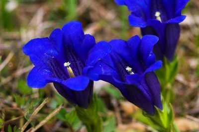 La giusta posizione per la genziana in giardino