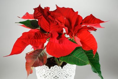 L'arbusto di genziana in inverno